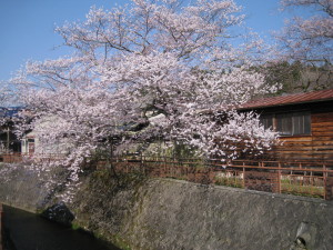 遠山桜１